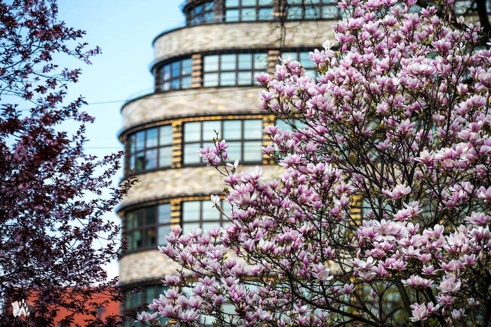 Wrocław – Zielona Stolica Europy 2020?